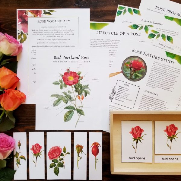 Rose Nature Study
