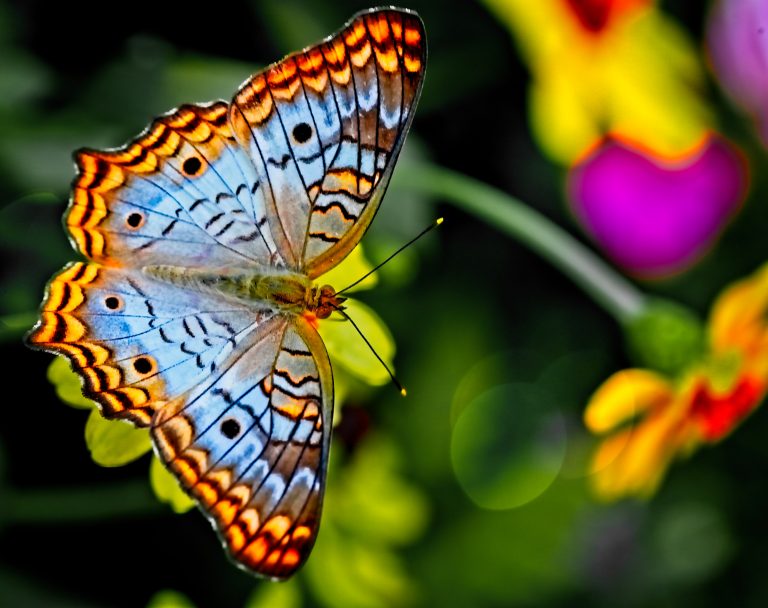 Butterfly Anatomy