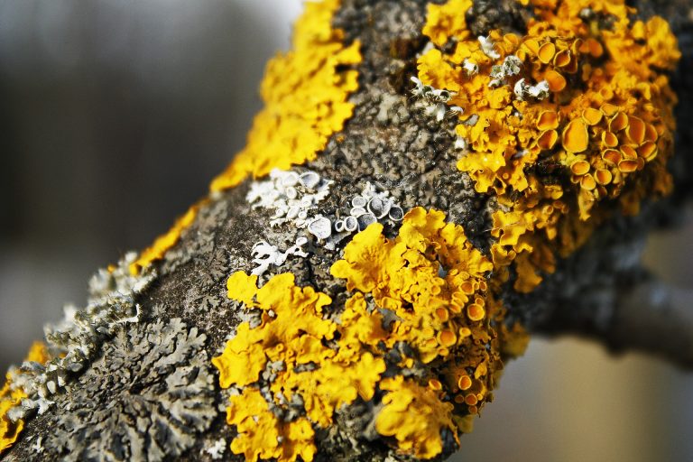 Free Lichen Study