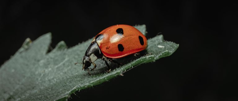 Free Life Cycle of a Ladybug Craft