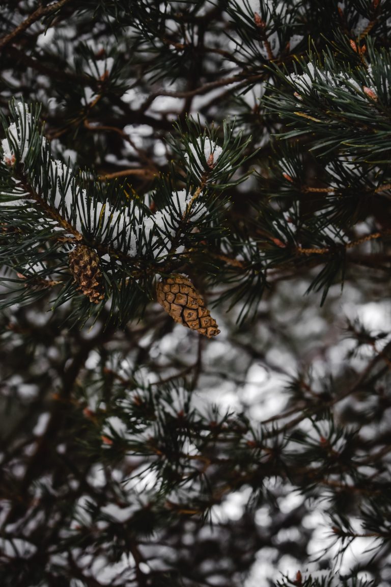 5 Adaptations of a Pine Tree [Free Nature Journal]