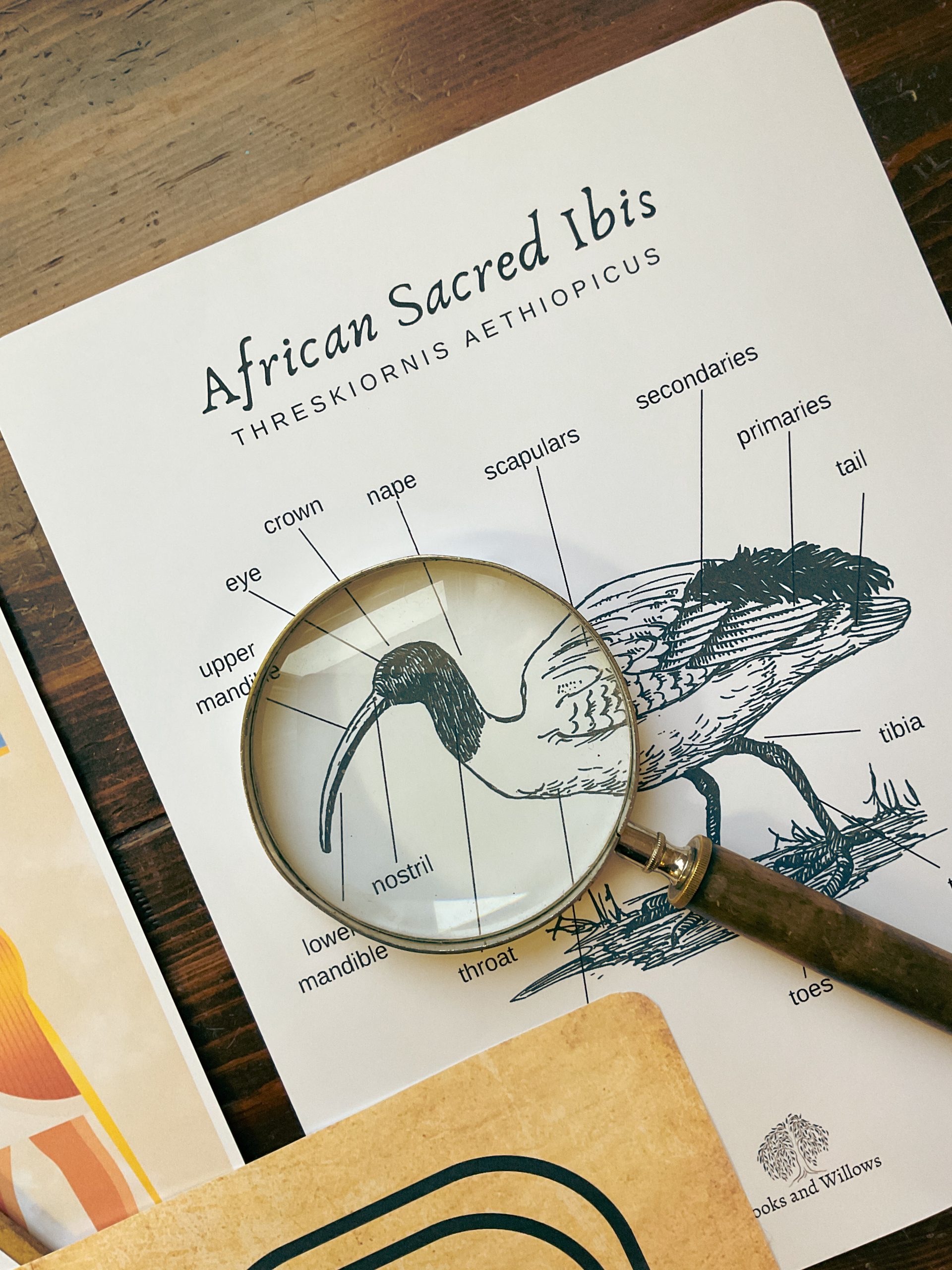 Egyptian Mythology Unit - Curious Trails Nature Study - Image 8