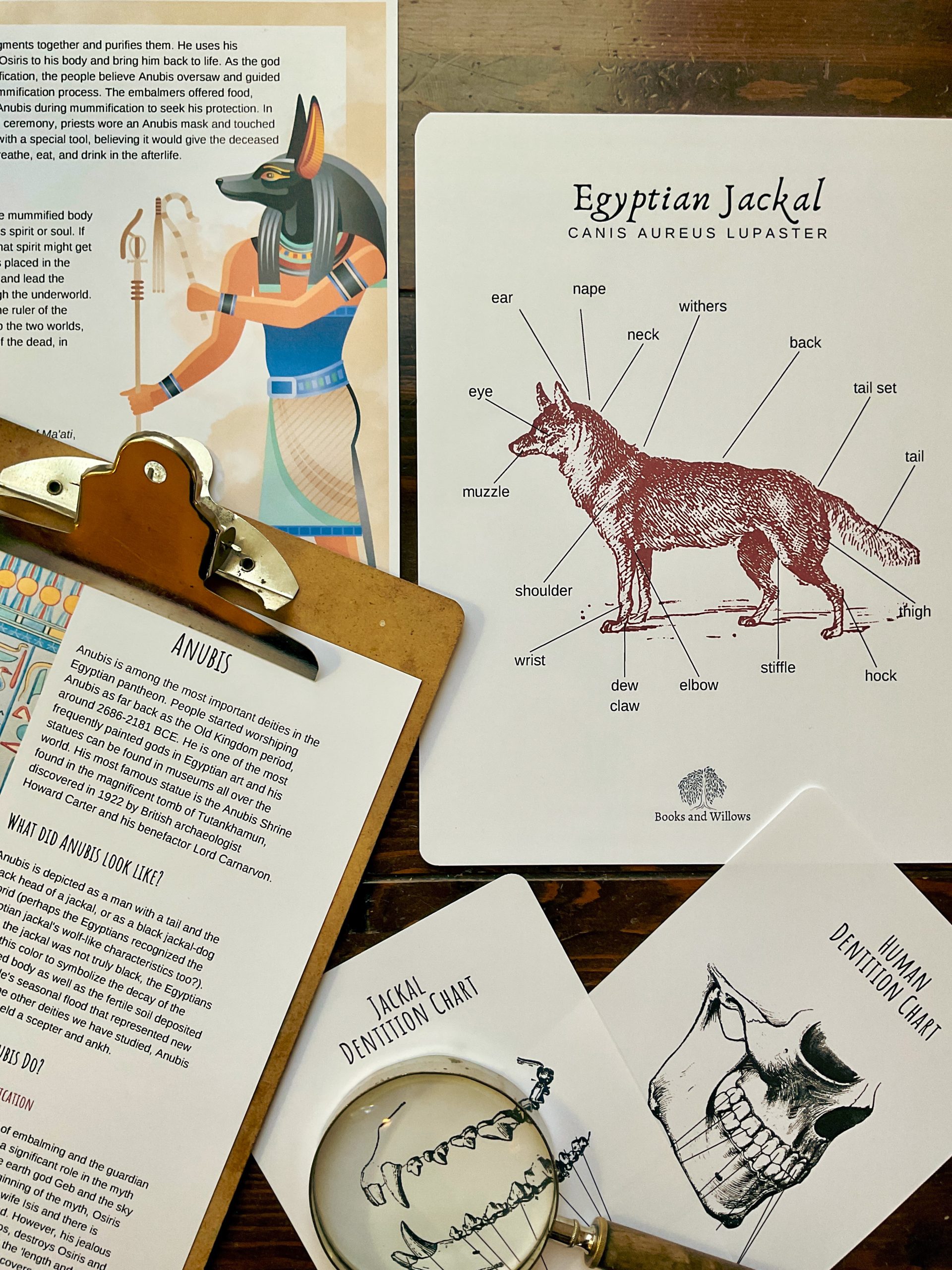 Egyptian Mythology Unit - Curious Trails Nature Study - Image 10