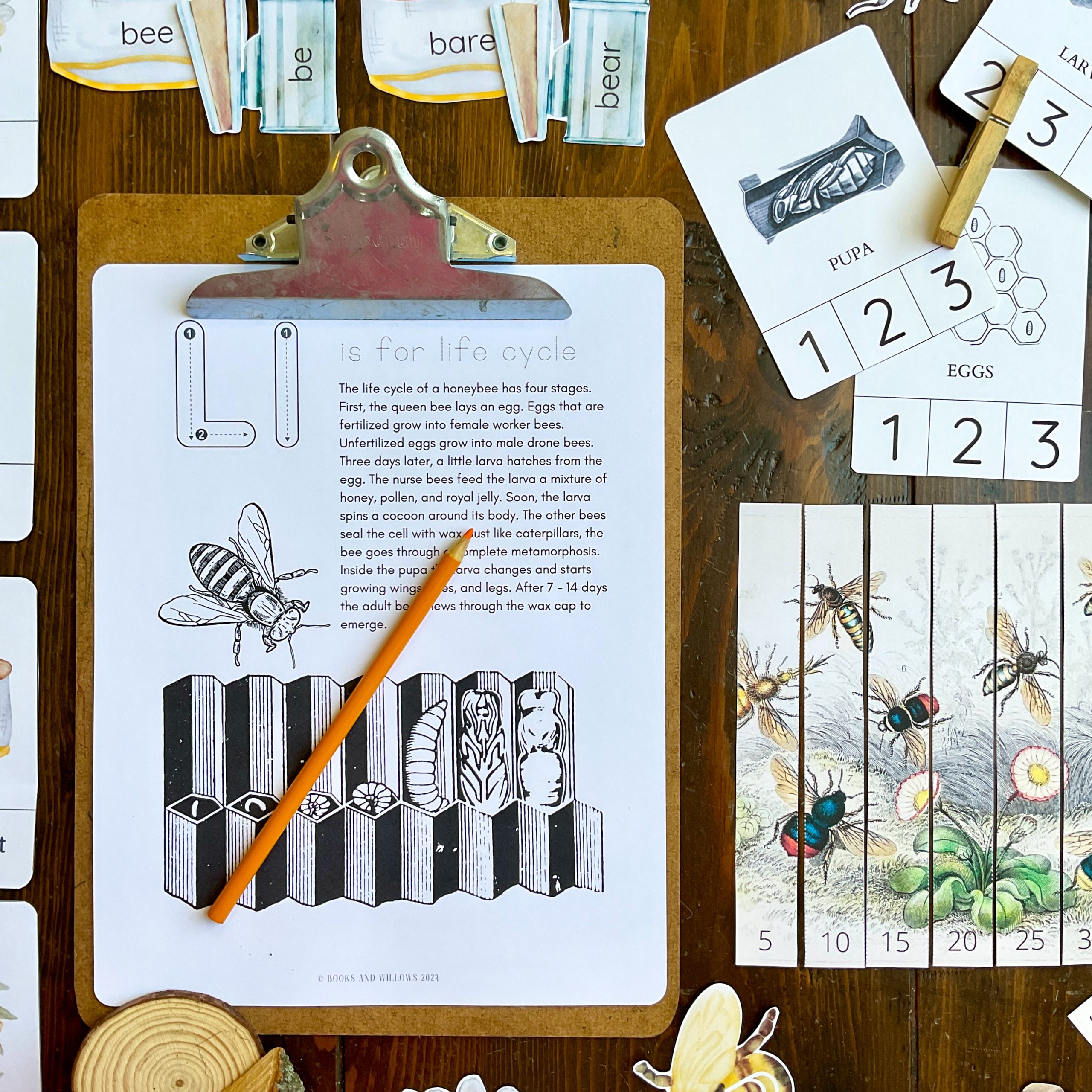Honey Bee Early Learning Unit - Image 4