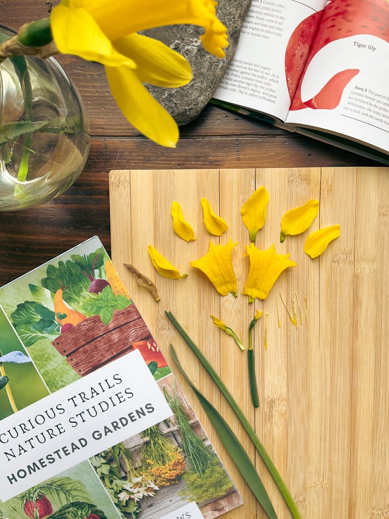 Daffodil Dissection for Kids [Free Flower Anatomy Study]