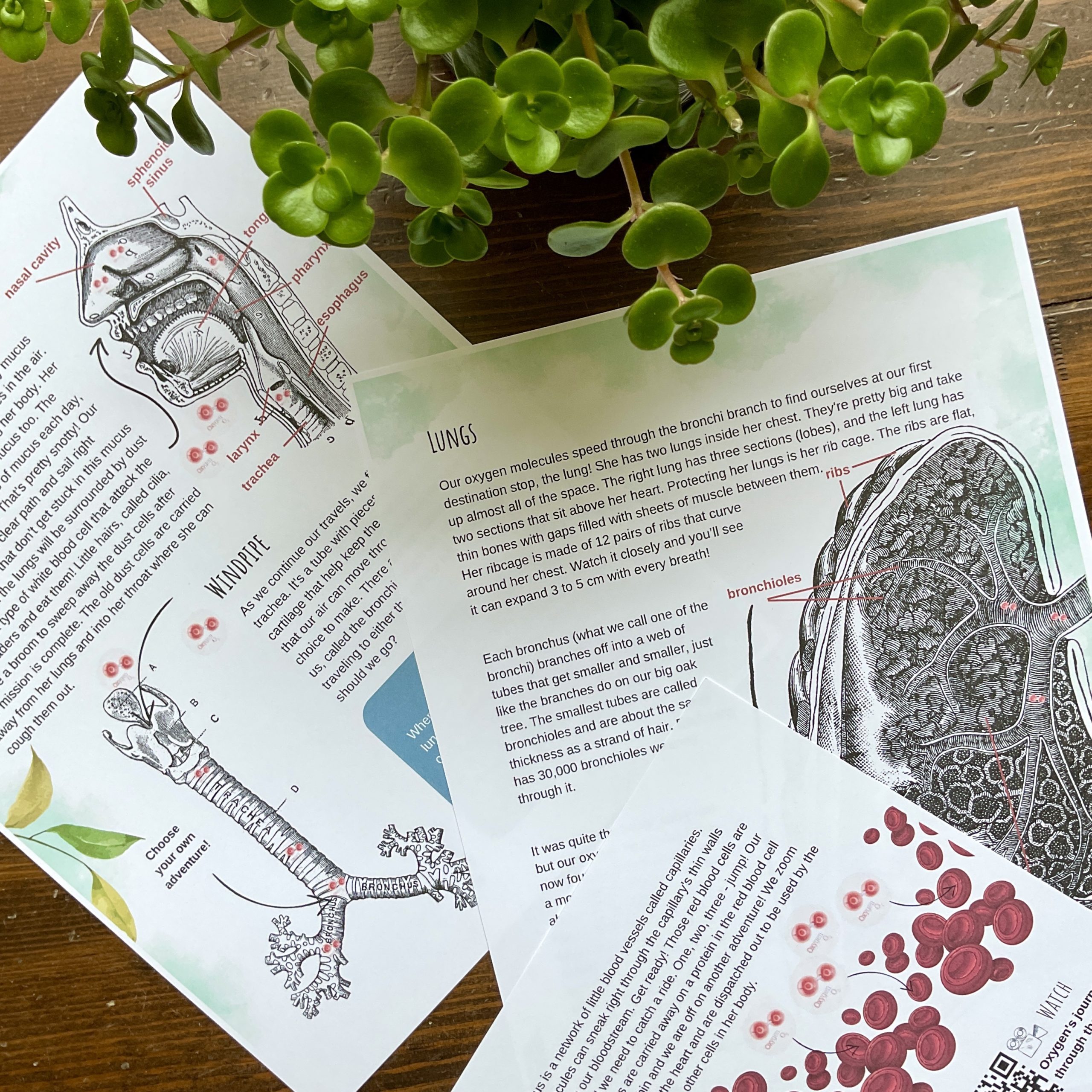 Human Body Unit - Curious Trails Nature Study - Image 3