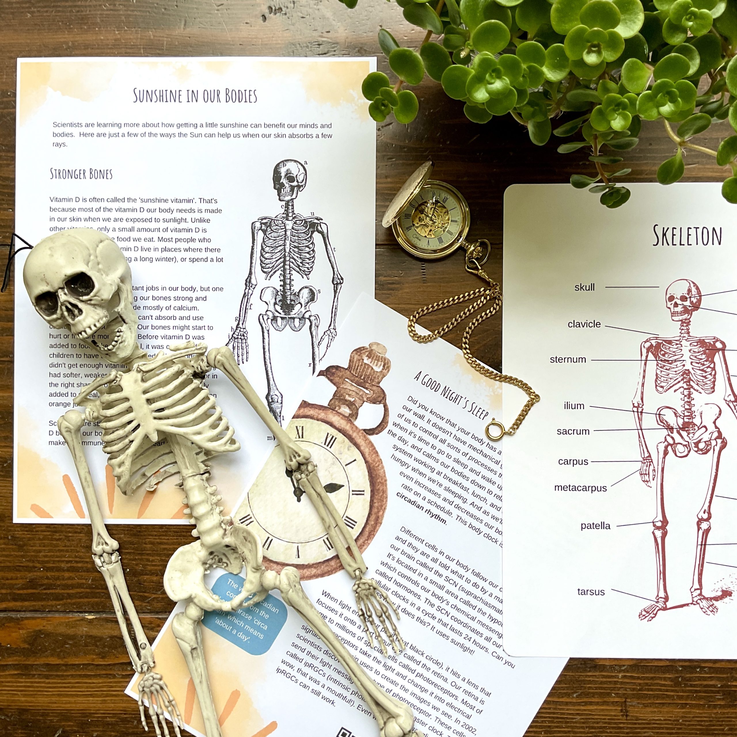 Human Body Unit - Curious Trails Nature Study - Image 4