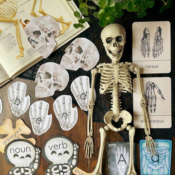 Skeleton Early Learning Unit