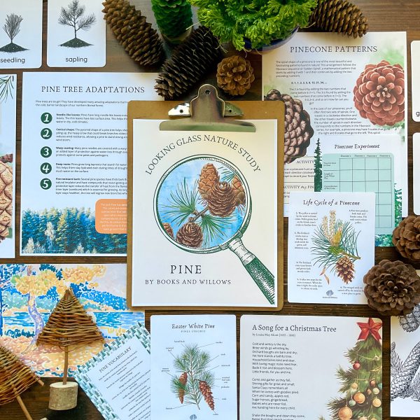 Pine Looking Glass Nature Study
