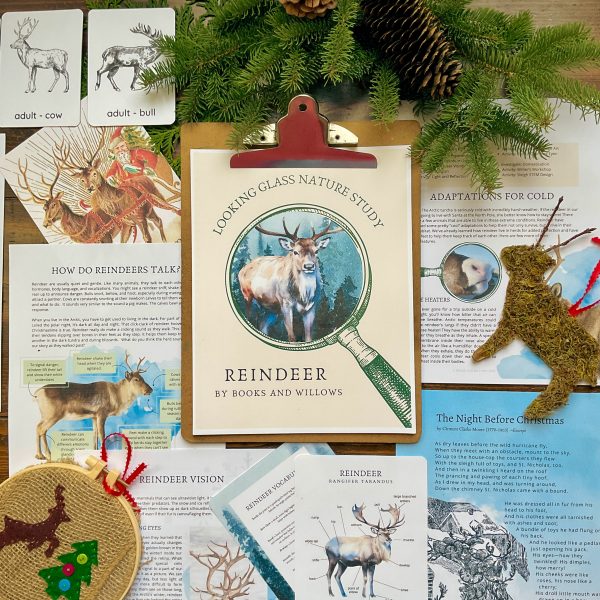Reindeer Looking Glass Nature Study