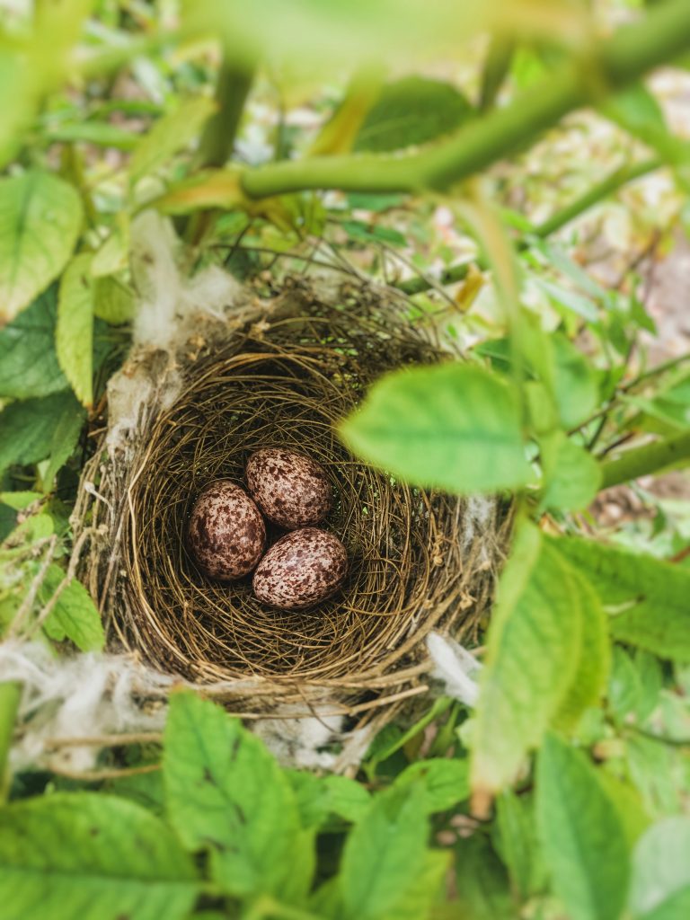 Spotting 8 Common Types of Bird Nests [Free Nesting Bird ID Cards]
