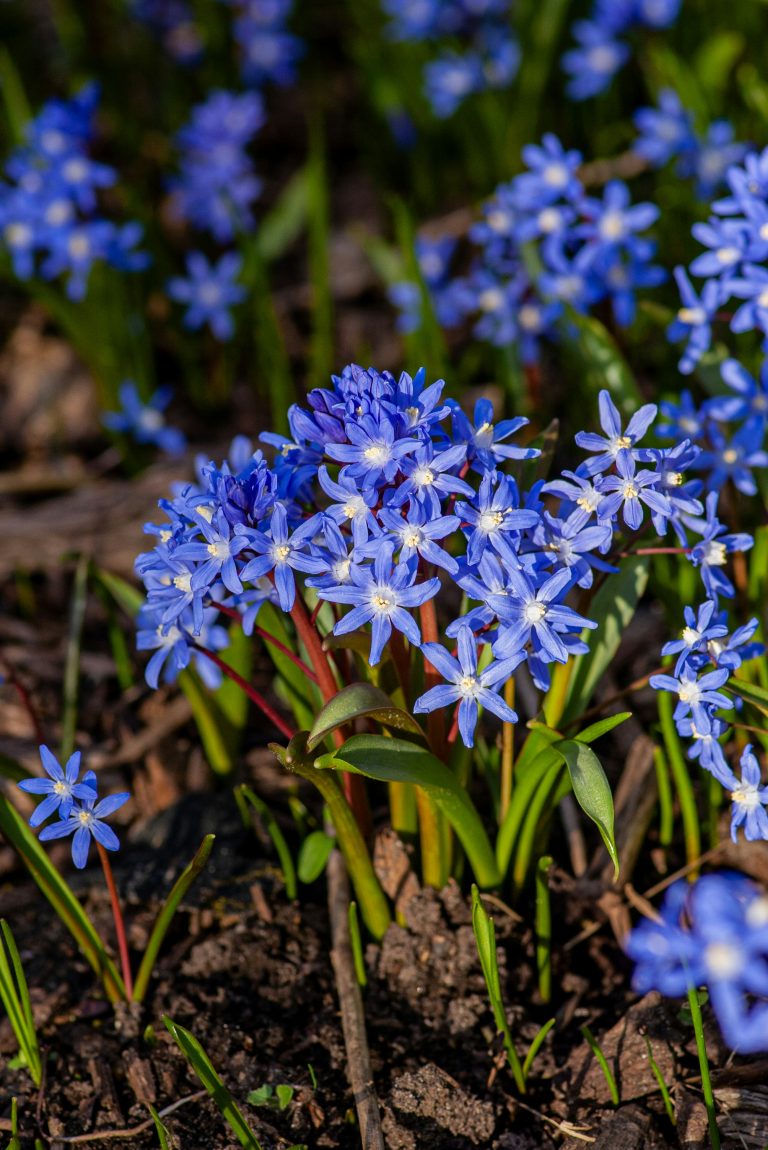 8 Spring Nature Study Activities to Spark Curiosity