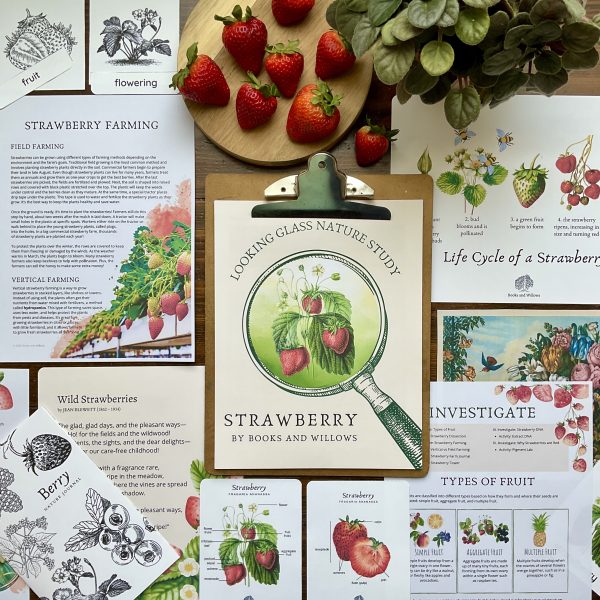 Strawberry Looking Glass Nature Study