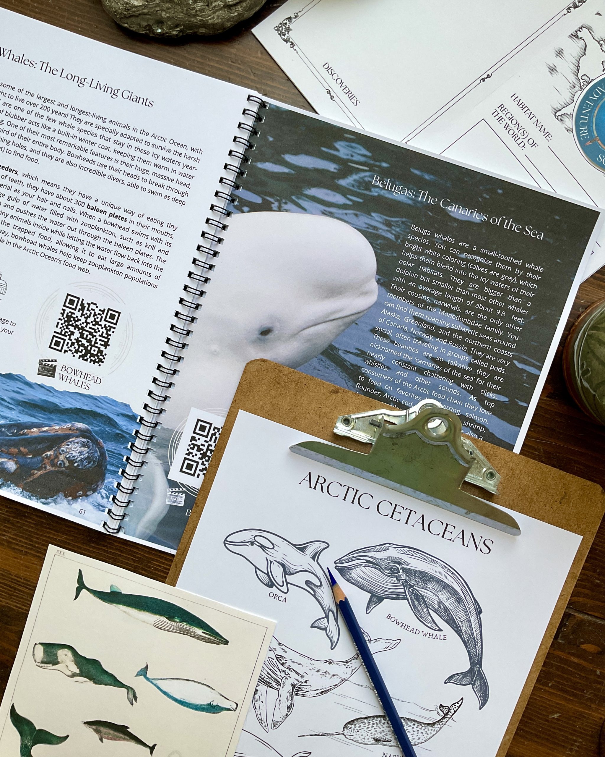 Arctic Ocean Unit - World Habitats Adventure Society - Image 11